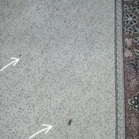 یک عدد فرش شیش متری|فرش|اسلامشهر, شهرک قائمیه|دیوار