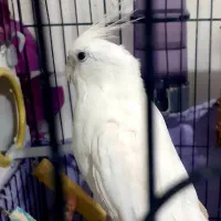 عروس هلندی جفت مولد|پرنده|ارومیه, |دیوار