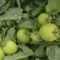 خریدار گوجه فرنگی نیم رس وکال نژاد8320
