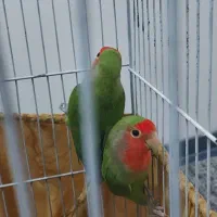 یک جفت طوطی سرحال زرنگ