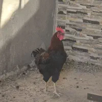 خروس