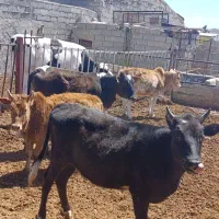 گوساله‌ماده‌تلیسه‌گاوجهت‌قربانی