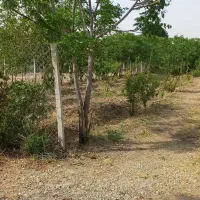 باغ باغچه ۱۰۰۰متری کاشانک اسلامشهر|فروش زمین و ملک کلنگی|اسلامشهر, کاشانک|دیوار