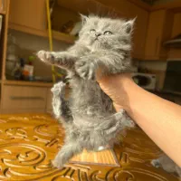 دختر اسکاتیش مدیوم هیر