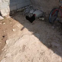 مرغ|حیوانات مزرعه|شیروان (خراسان), |دیوار