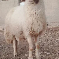 قوچ با اصالت سنجابی