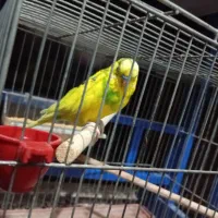 مرغ عشق|پرنده|فولادشهر, مسکن مهر فولادشهر|دیوار