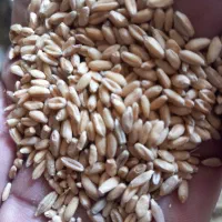 گندم بذری  پارسال
