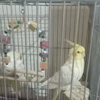 پرنده