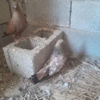 کبوتر ‌کلئ تاب شهر شادکان