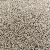 گندم دیم بوجاری شده|خدمات باغبانی و درختکاری|فیروزآباد (لرستان), |دیوار