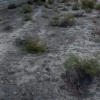 ۱۸۵۰متر زمین مناسب باغ سوله گلخانه وغیره بازمرگان|فروش خانه و ویلا|مشهد, میان ولایت|دیوار