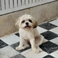 سگ واگذاری رایگان