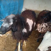 گوسفند شیشک