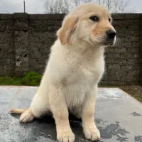 گلدن رتریور|سگ|تهران, قیطریه|دیوار