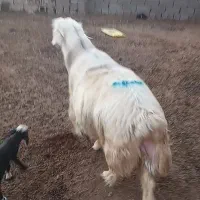 قوچ|حیوانات مزرعه|باوی, |دیوار