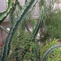 گل و کاکتوس|گل و گیاه طبیعی|چهاردانگه (تهران), |دیوار