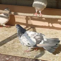 کفتر فروشی|پرنده|قرچک, مهدیه|دیوار