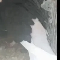 گمشده شازده سیاه کلاهی
