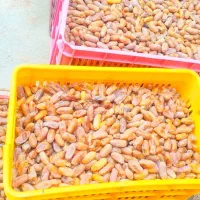 عرضه مستقیم و بدون واسطه خرمای درجه یک خاوران