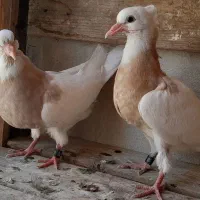 کبوتر جفت جوجه طوقی . خرقه.  سینه ای نر و ماده|پرنده|اصفهان, پروین|دیوار
