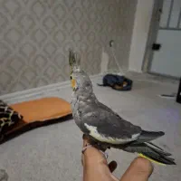 ۲ عدد عروس هلندی یک ماه دون خور|پرنده|بندرعباس, |دیوار