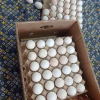 تخم نطفه داربوقلمون|حیوانات مزرعه|فیروزه, |دیوار