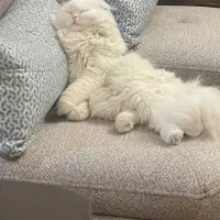 گربه ماده پرشین اماده جفتگیری