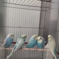 جفت مرغ عشق