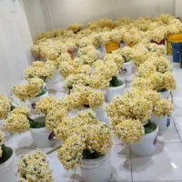 گل  رزهلندی نرگس عمده شهلا شیراز