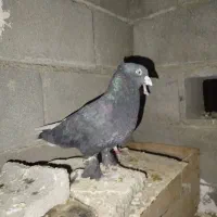 تعدادی کبوتر نر