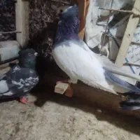 طوقی|پرنده|مشهد, عیدگاه|دیوار