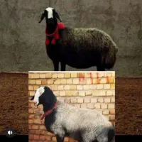 گوسفند نژاد اصیل شال