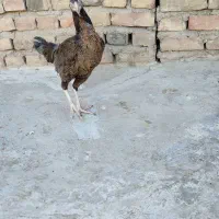 مرغ لاری فروشی