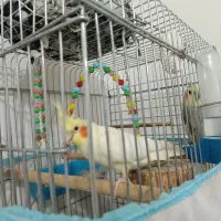 دو عدد عروس هلندی نر دستی  همراه با قفس|پرنده|دهلران, |دیوار