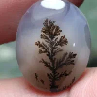 سنگ شجر اصل