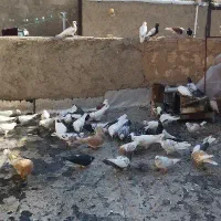 کبوتر .کفتر