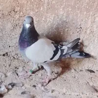 کفتر پلاکی اصل|پرنده|قرچک, قشلاق جیتو|دیوار