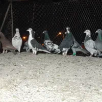 ۲۶تا کفتر فروشی|پرنده|زاهدان, |دیوار