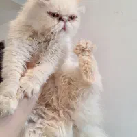 تعدادی گربه پرشین سوپر فلت وارداتی