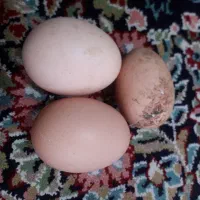 تخم برهما رومانی اصل