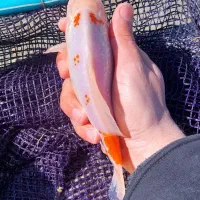 ماهی قرمز مولد آماده تخم ریزی