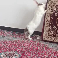 خرگوش|موش و خرگوش|سنندج, |دیوار