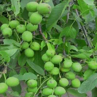 ازتولیدبه فروش نهال های گردوگلدانی رقم آلتای ترکیه