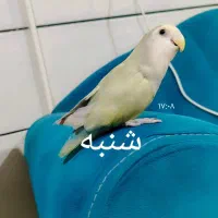 طوطی برزیلی دستی ماده