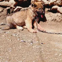 سگ پژدر و سرابی