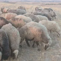 ۳۵راس میش  ترکی