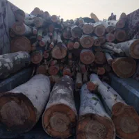 خرید چوب اکالیپتوس با بالاترین قیمت|خدمات باغبانی و درختکاری|رامهرمز, |دیوار