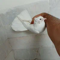 کفتر کاکلی