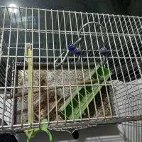 قفس پرنده|لوازم جانبی حیوانات|اصفهان, باغ دریاچه|دیوار